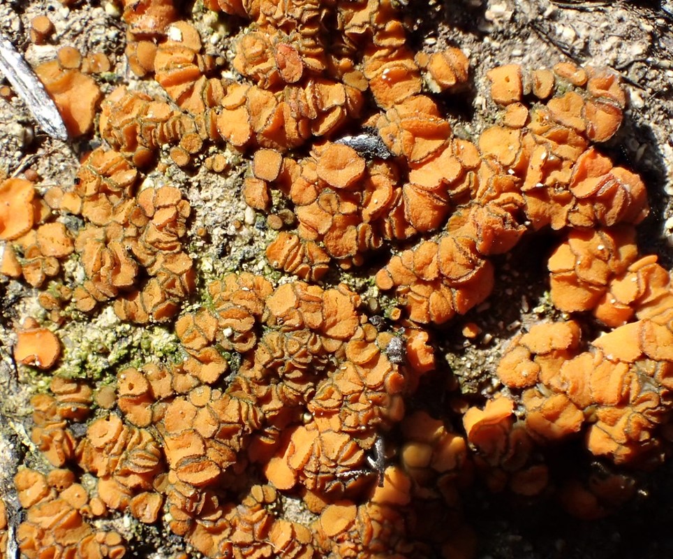 Orange Ildbæger (Anthracobia macrocystis)