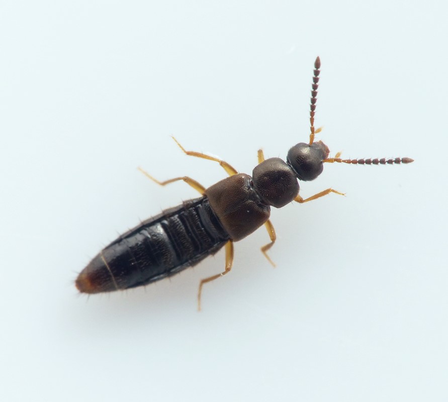 Atheta aquatilis (Atheta aquatilis)