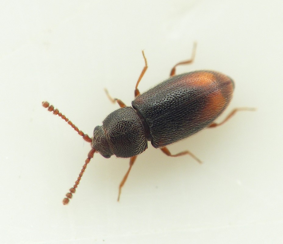 Atomaria barani (Atomaria barani)
