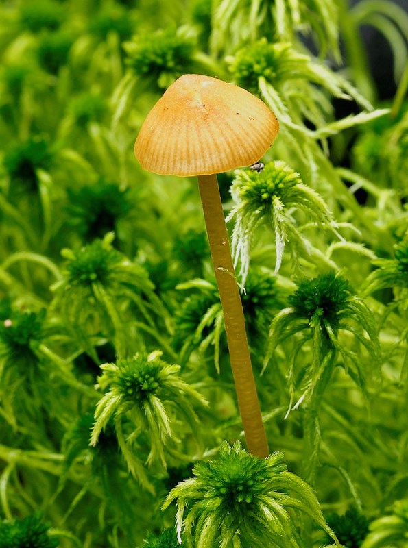 Tørvemos-Hjelmhat (Galerina sphagnorum)