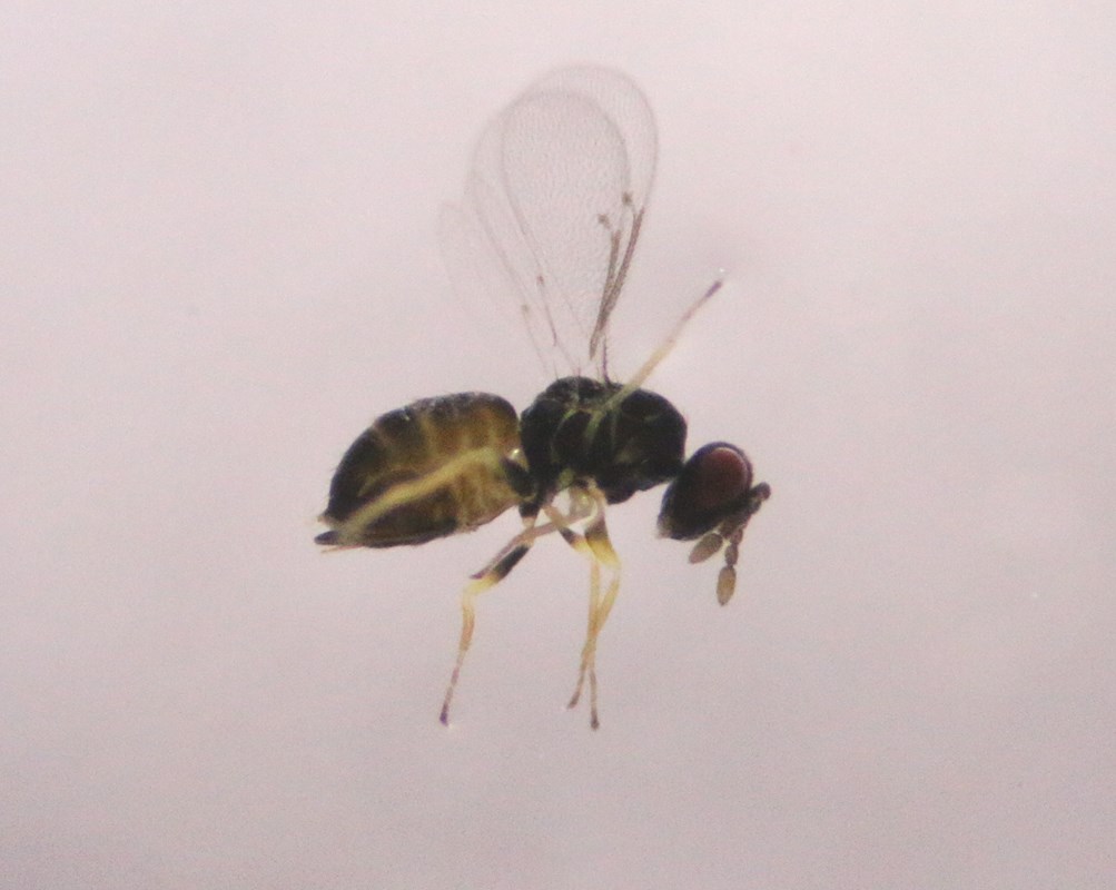 Stepanovia aurantiacus (Stepanovia aurantiacus)