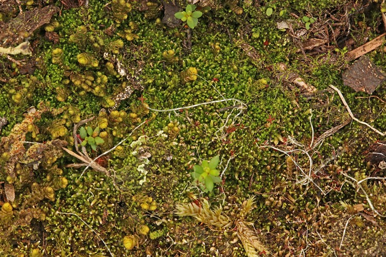 Udspærret Dværgtråd (Cephaloziella hampeana)