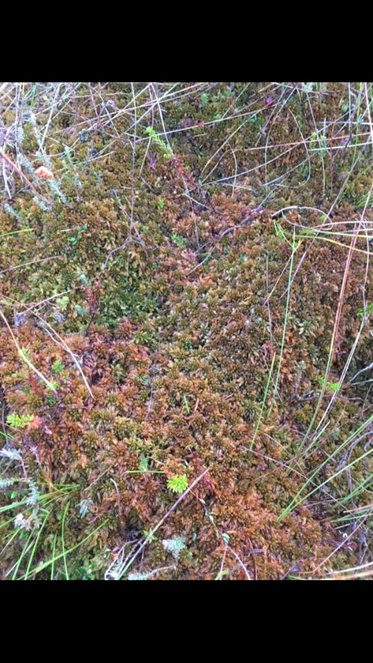 Austins Tørvemos (Sphagnum austinii)