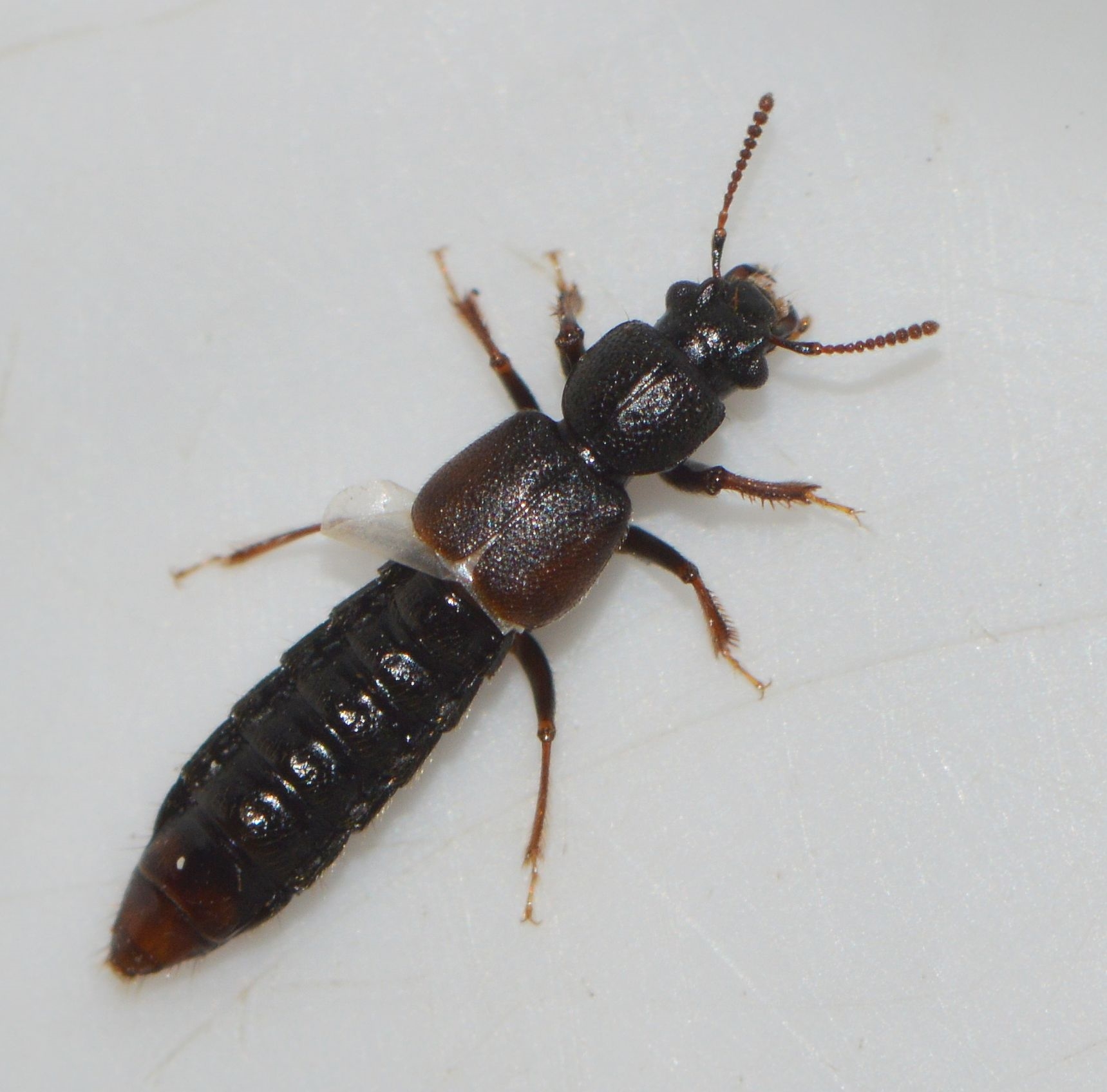 Bledius bicornis (Bledius bicornis)