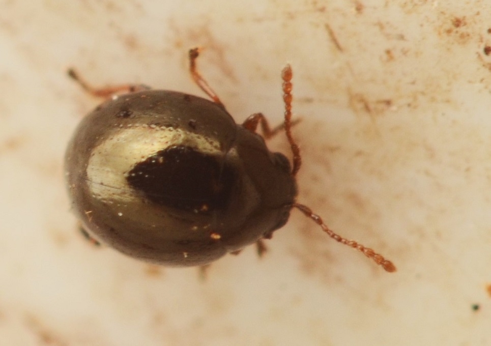 Mniophila muscorum (Mniophila muscorum)