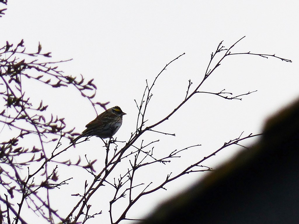 Gulbrynet Værling (Emberiza chrysophrys)