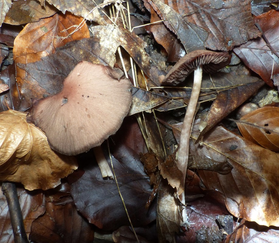 Daddelbrun Mørkhat (Psathyrella spadicea)
