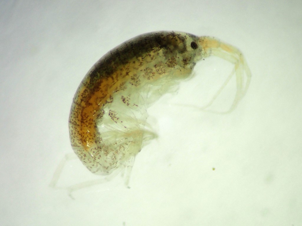 Nototropis swammerdamei (Nototropis swammerdamei)