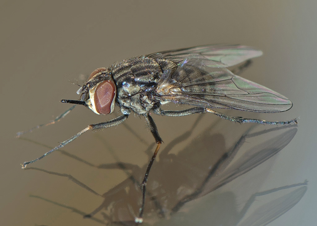 Stikflue (Stomoxys calcitrans)