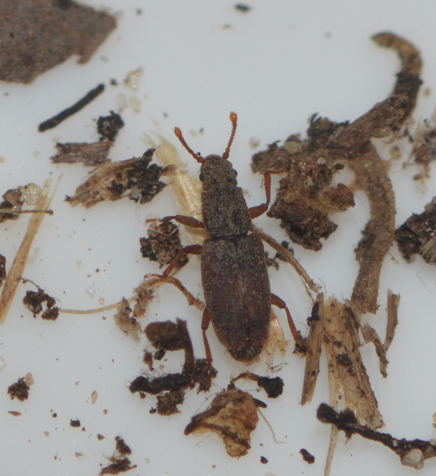 Monotoma angusticollis (Monotoma angusticollis)