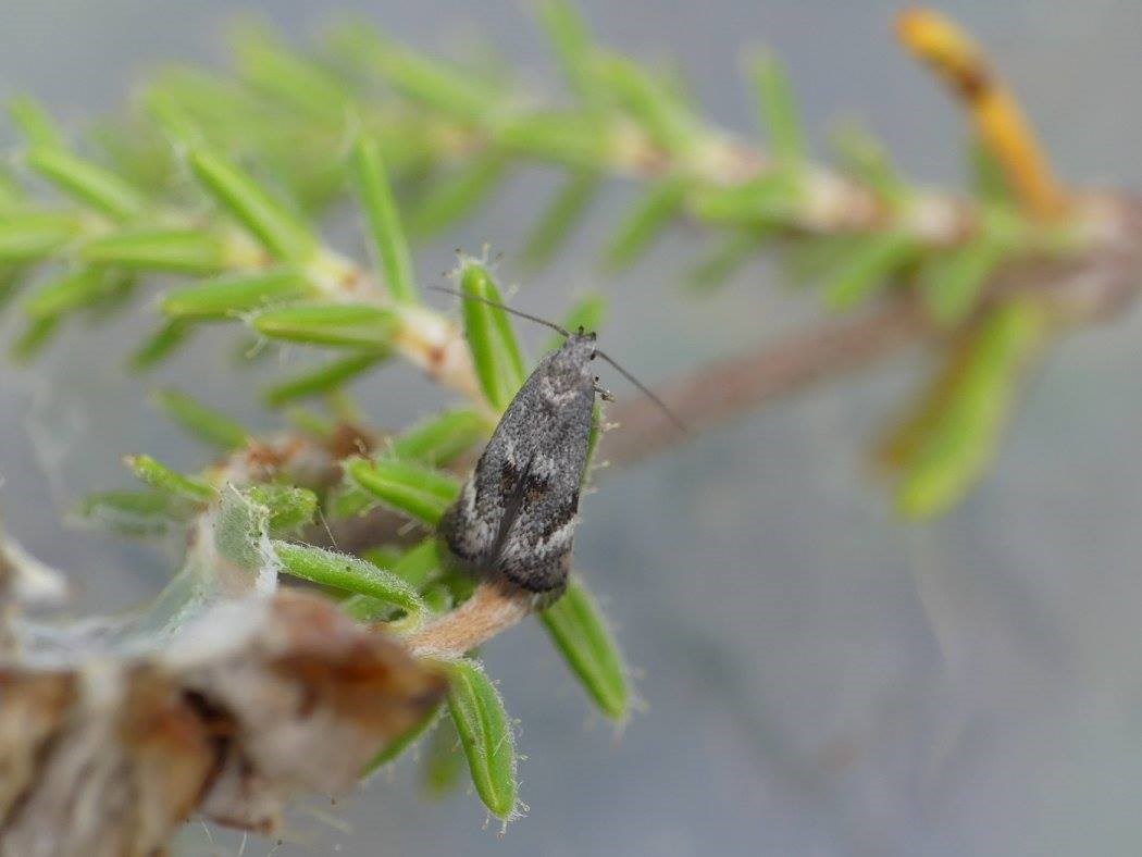 Elachista serricornis (Elachista serricornis)