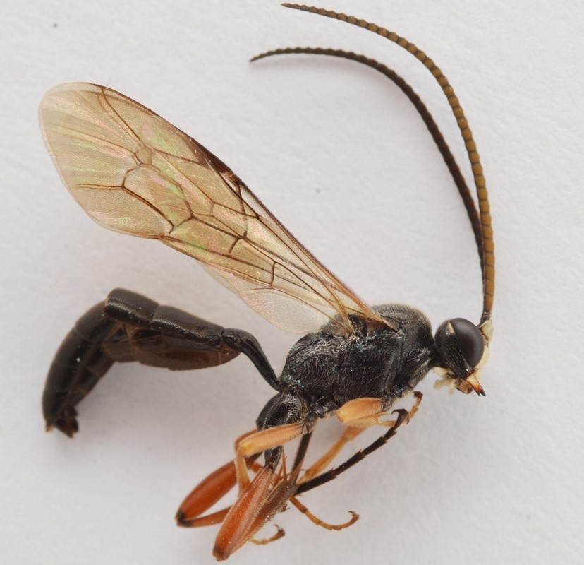 Cratichneumon culex (Cratichneumon culex)