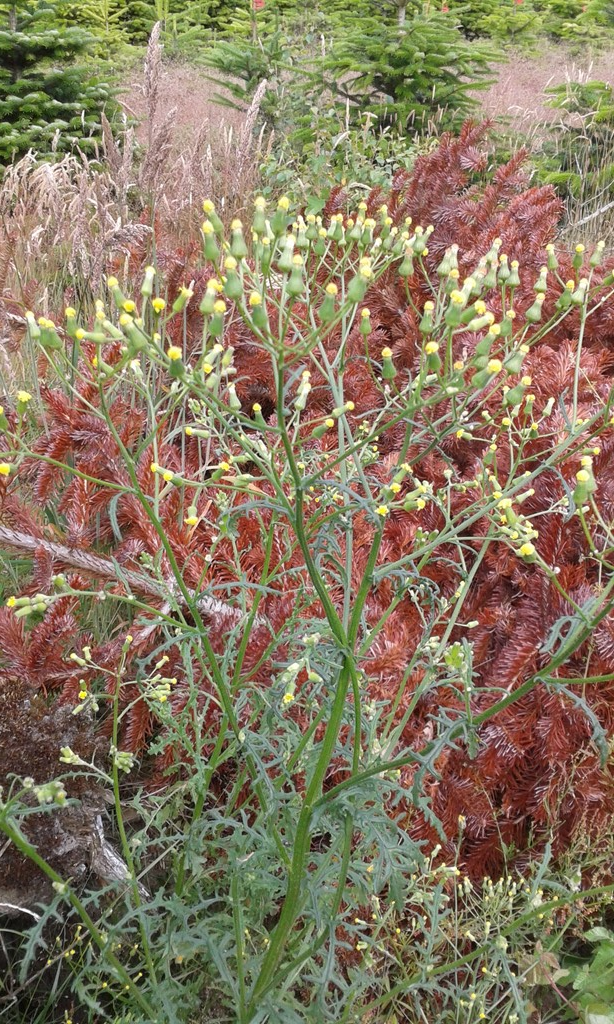 Senecio sylvaticus x vulgaris (Senecio sylvaticus x vulgaris)
