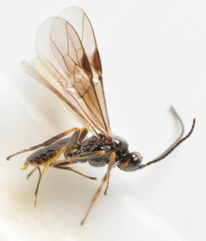 Bracon variegator (Bracon variegator)