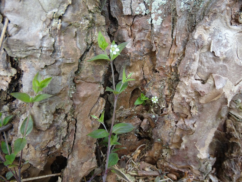 Skovarve (Moehringia trinervia)