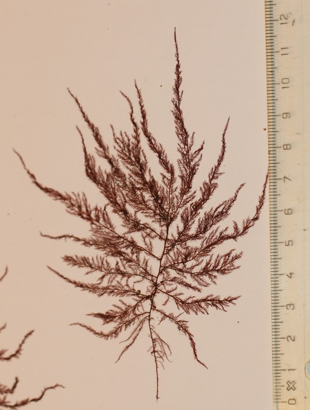 Juletræsalge (Brongniartella byssoides)