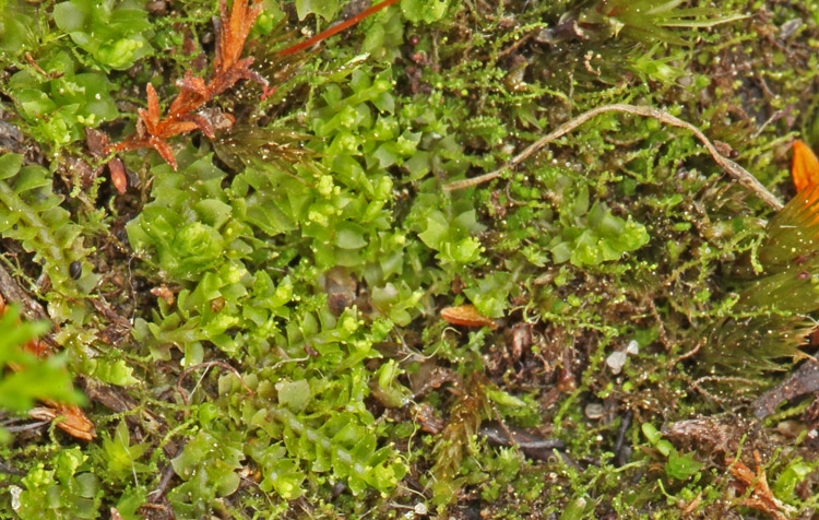 Stjerne-Dværgtråd (Cephaloziella stellulifera)