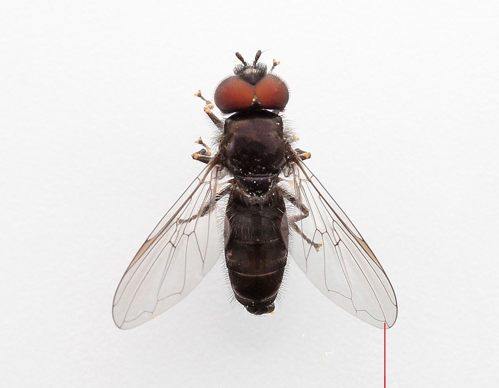 Bredfodet Sporesvirreflue (Heringia latitarsis)