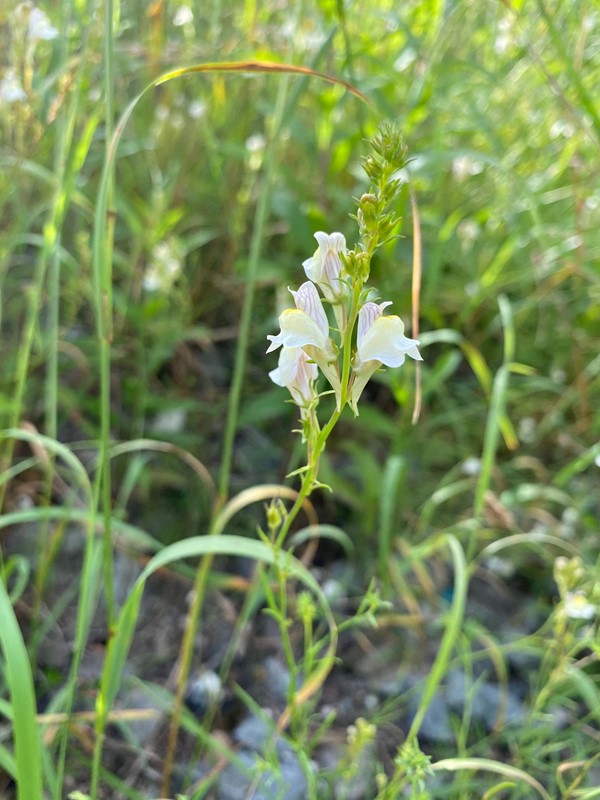 Linaria repens x vulgaris (Linaria repens x vulgaris)