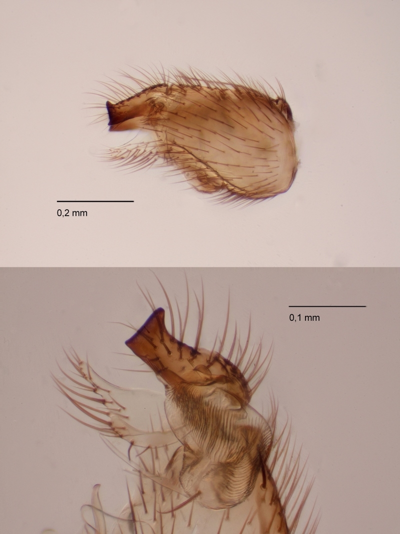 Allodia ornaticollis (Allodia ornaticollis)