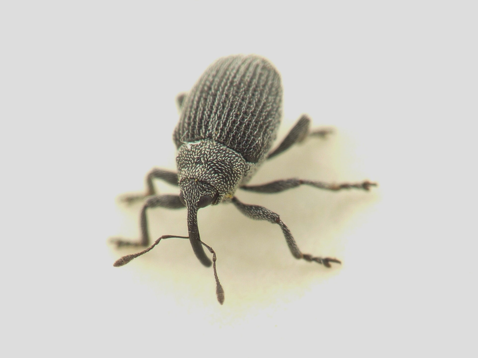 Ceutorhynchus unguicularis (Ceutorhynchus unguicularis)