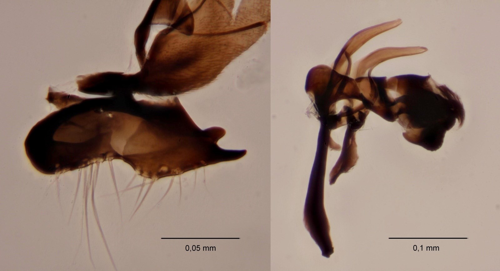 Coproica vagans (Coproica vagans)