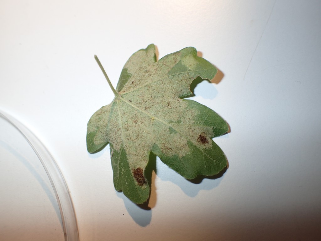 Aceria macrocheluserinea (Aceria macrocheluserinea)