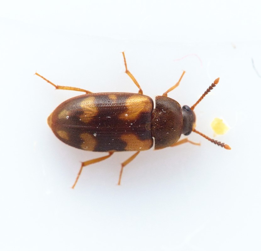 Mycetophagus piceus (Mycetophagus piceus)