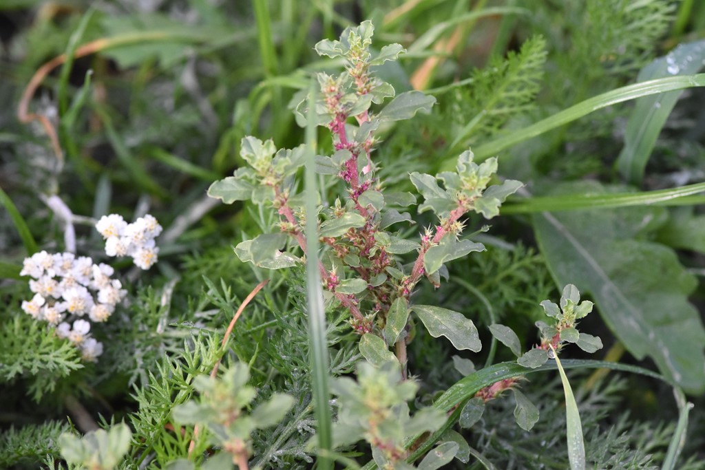Hvid Amarant (Amaranthus albus)