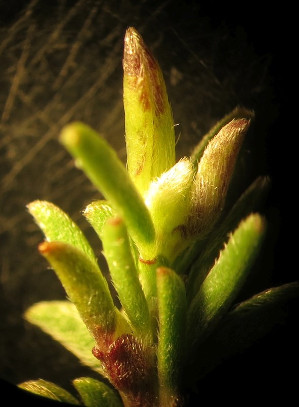 Jaapiella genistamtorquens (Jaapiella genistamtorquens)