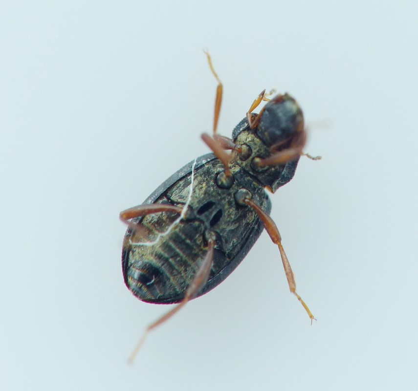 Hydraena nigrita (Hydraena nigrita)