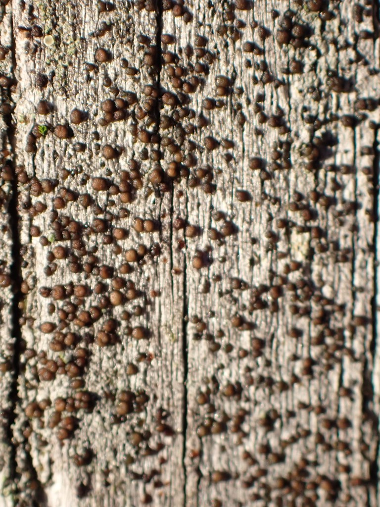 Bark-Tusindsporelav (Strangospora pinicola)