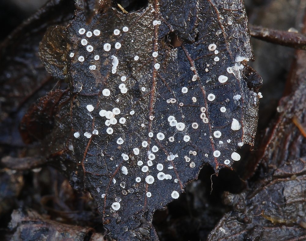 Øskenløs Hængerør (Rectipilus afibulatus)