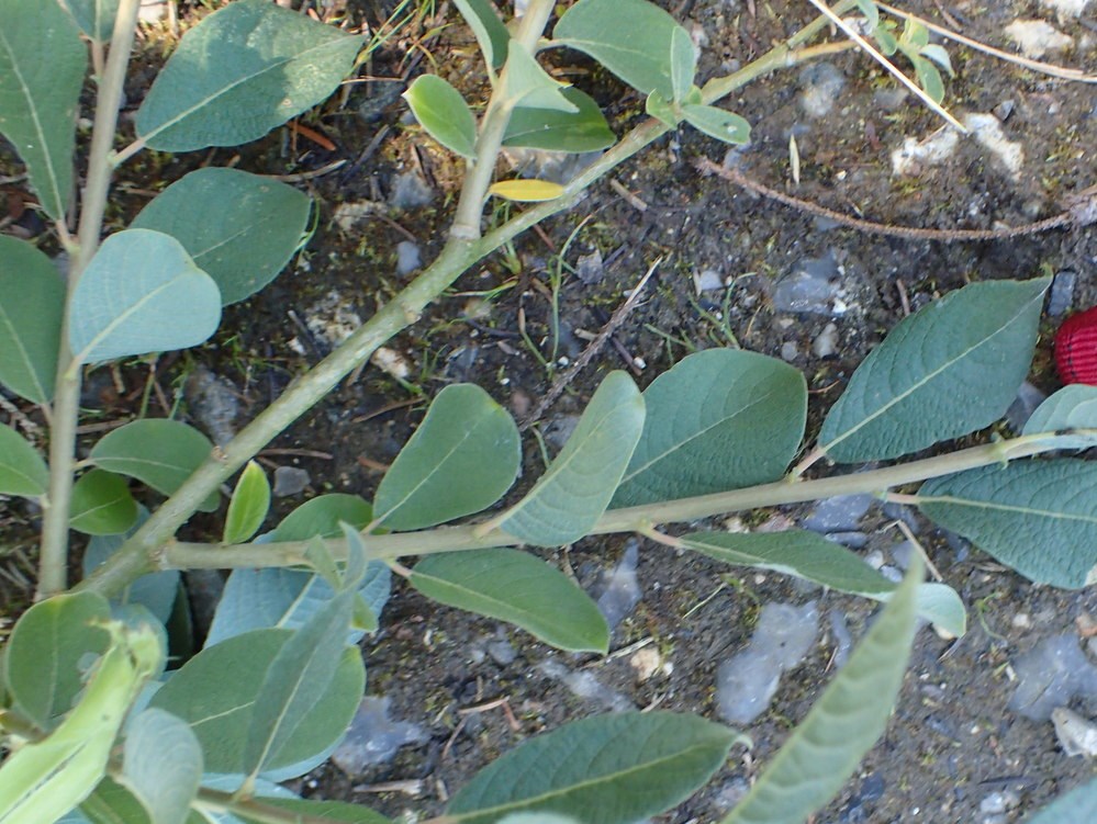 Grå- x Krybende Pil (Salix cinerea ssp. cinerea x repens ssp. repens)