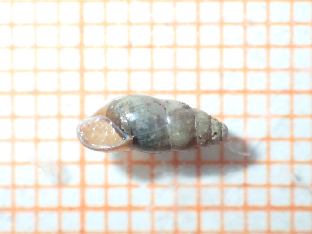 Stor Agatsnegl (Cochlicopa nitens)