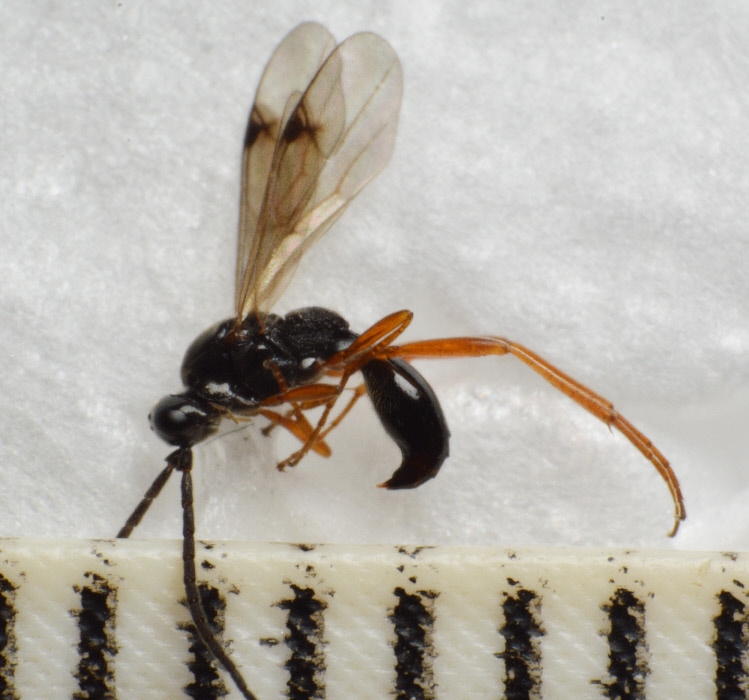 Phaenoserphus viator (Phaenoserphus viator)
