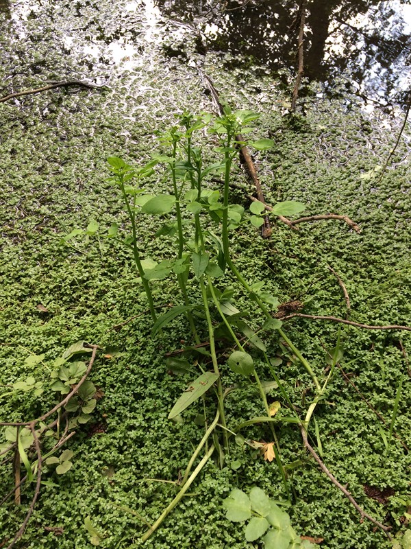 Tykskulpet x Tyndskulpet Brøndkarse (Nasturtium x sterile)