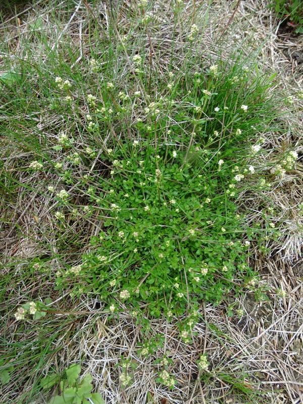 Lyng-Snerre (Galium saxatile)