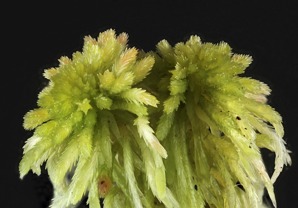 Tregrenet Tørvemos (Sphagnum quinquefarium)