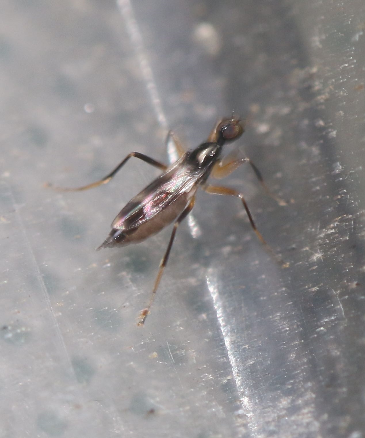 Tachydromia aemula (Tachydromia aemula)