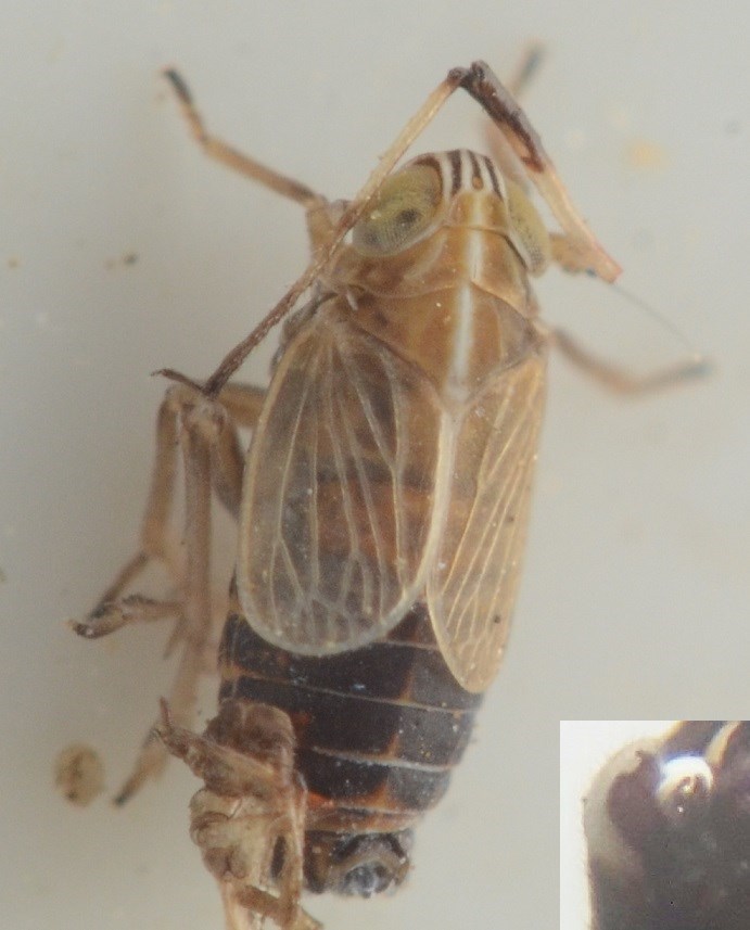 Ribautodelphax collina (Ribautodelphax collina)