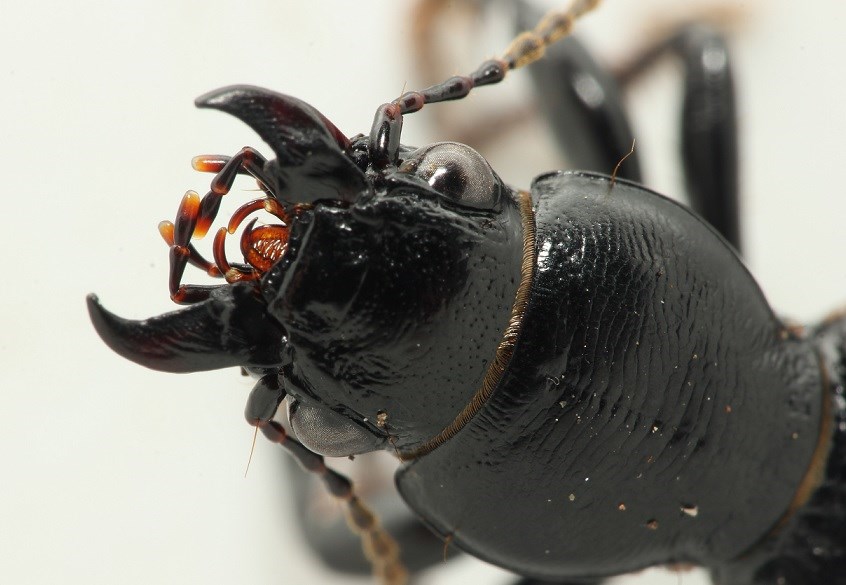 Sandgraver (Broscus cephalotes)