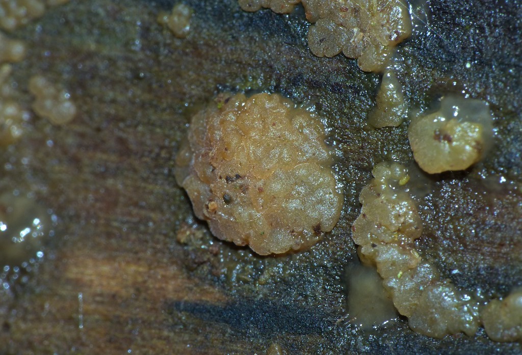 Skorpe-Tåresvamp (Dacrymyces enatus)