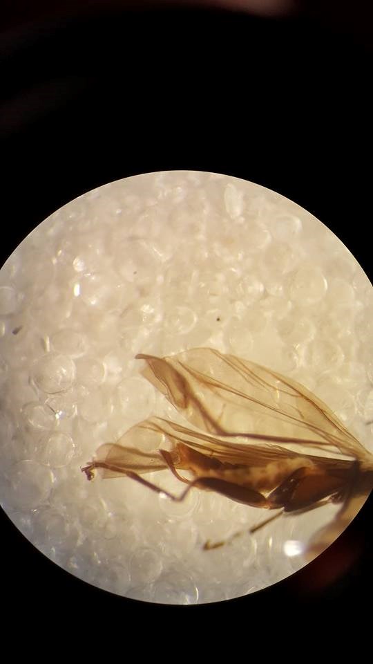 Malthodes flavoguttatus (Malthodes flavoguttatus)