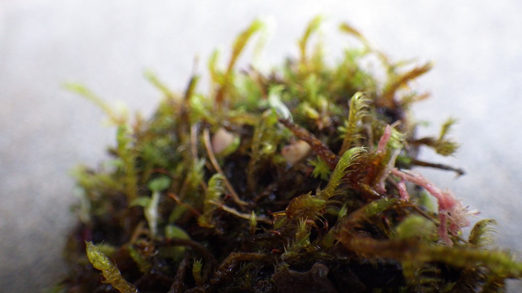 Smalbladet Guldstjernemos (Campylium elodes)