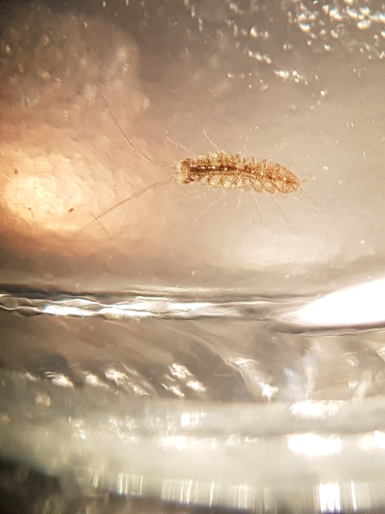 Janira maculosa (Janira maculosa)