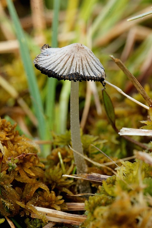 Coprinopsis martinii (Coprinopsis martinii)