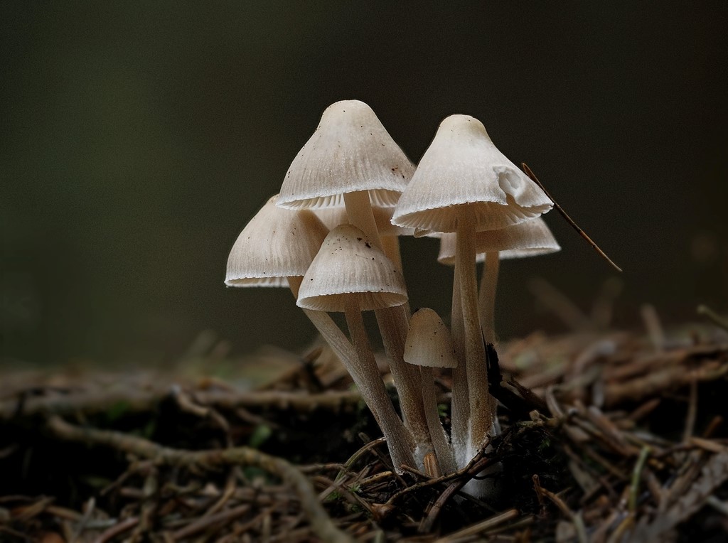 Nikkende Huesvamp (Mycena inclinata)