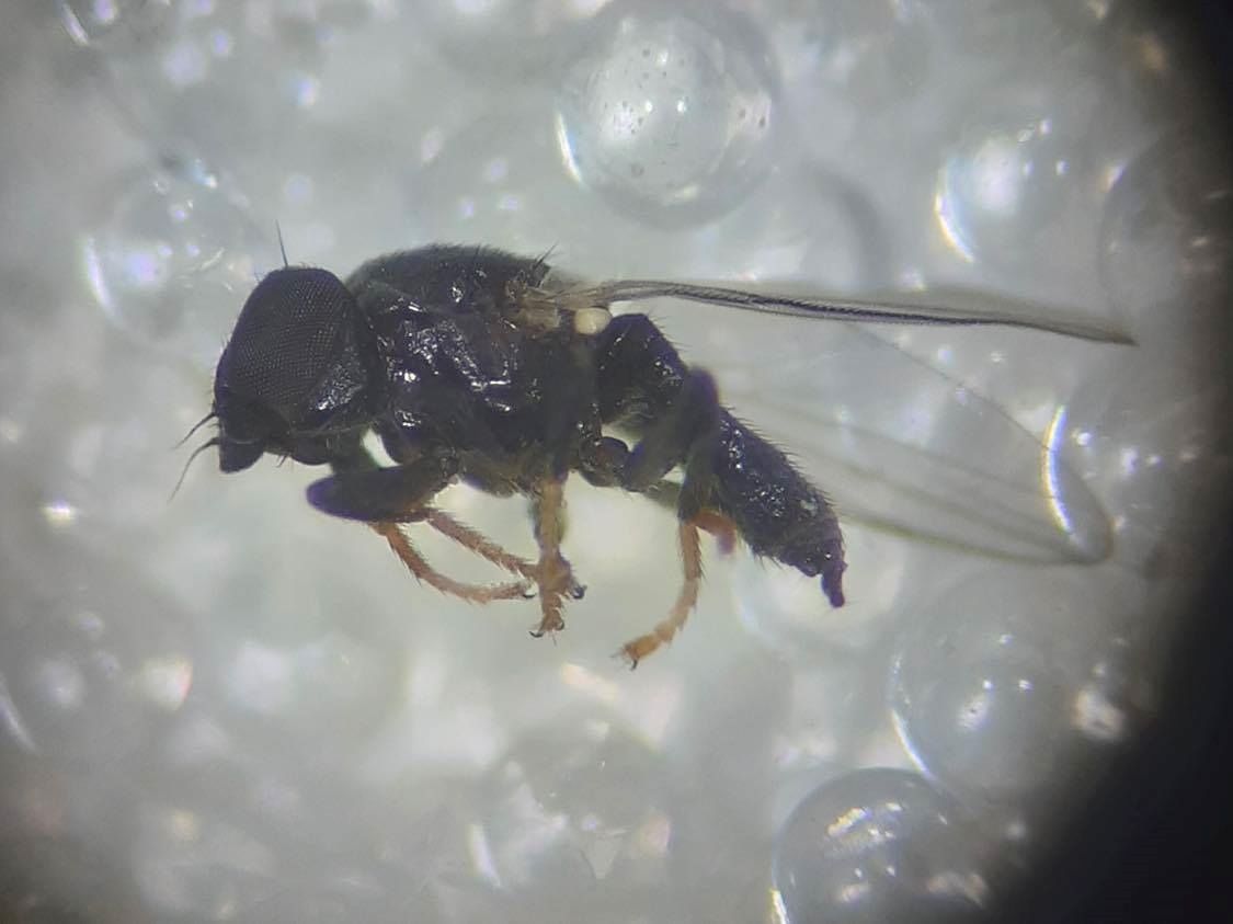 Cryptonevra flavitarsis (Cryptonevra flavitarsis)