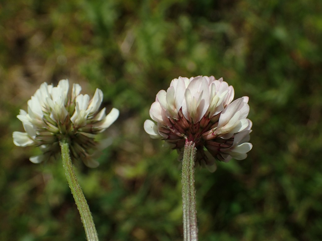 Smuk Kløver (Trifolium hybridum ssp. elegans)